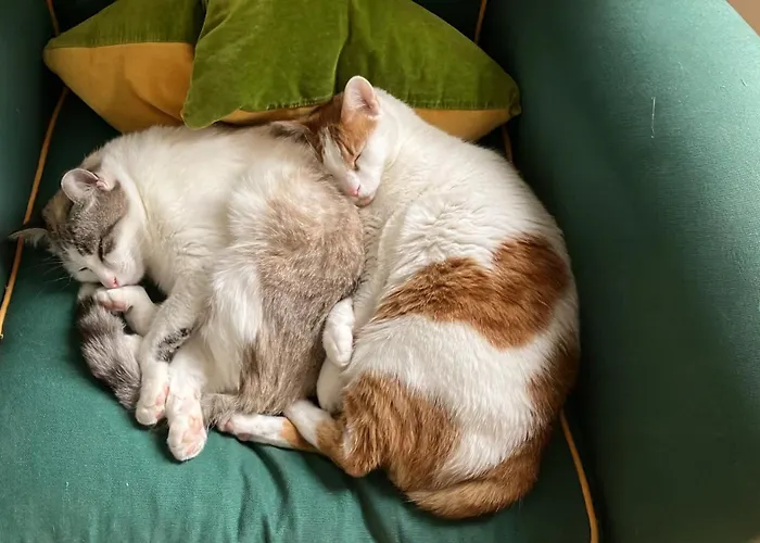 홈스테이 Niyang